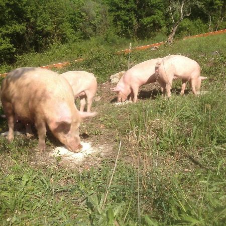 Villa Il Gelso Nero Castelnuovo di Farfa Esterno foto