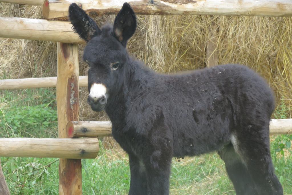 Villa Il Gelso Nero Castelnuovo di Farfa Esterno foto