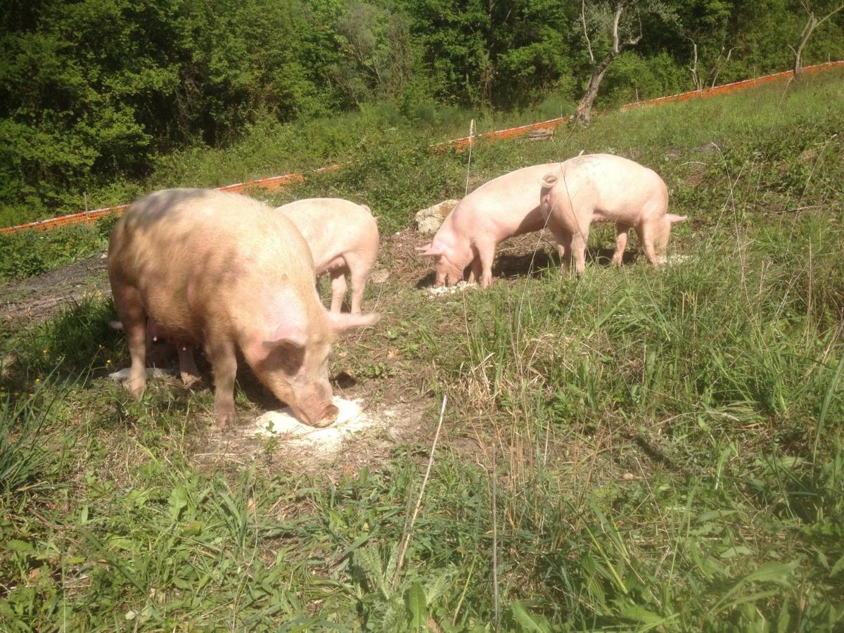 Villa Il Gelso Nero Castelnuovo di Farfa Esterno foto