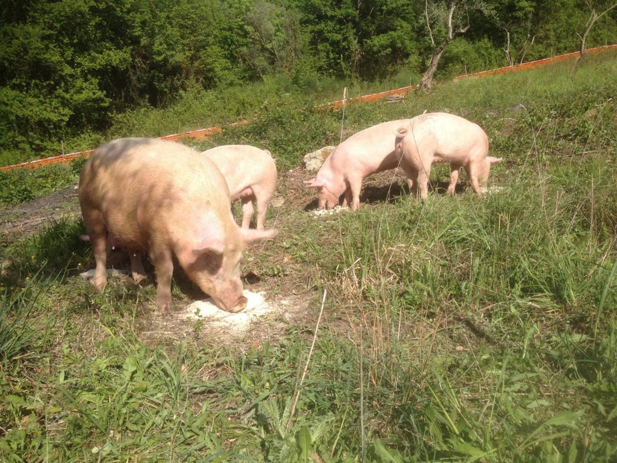 Il Gelso Nero Villa Castelnuovo di Farfa Esterno foto